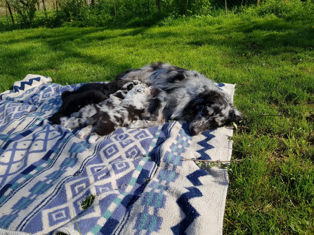 Hündin mit Welpen im Garten