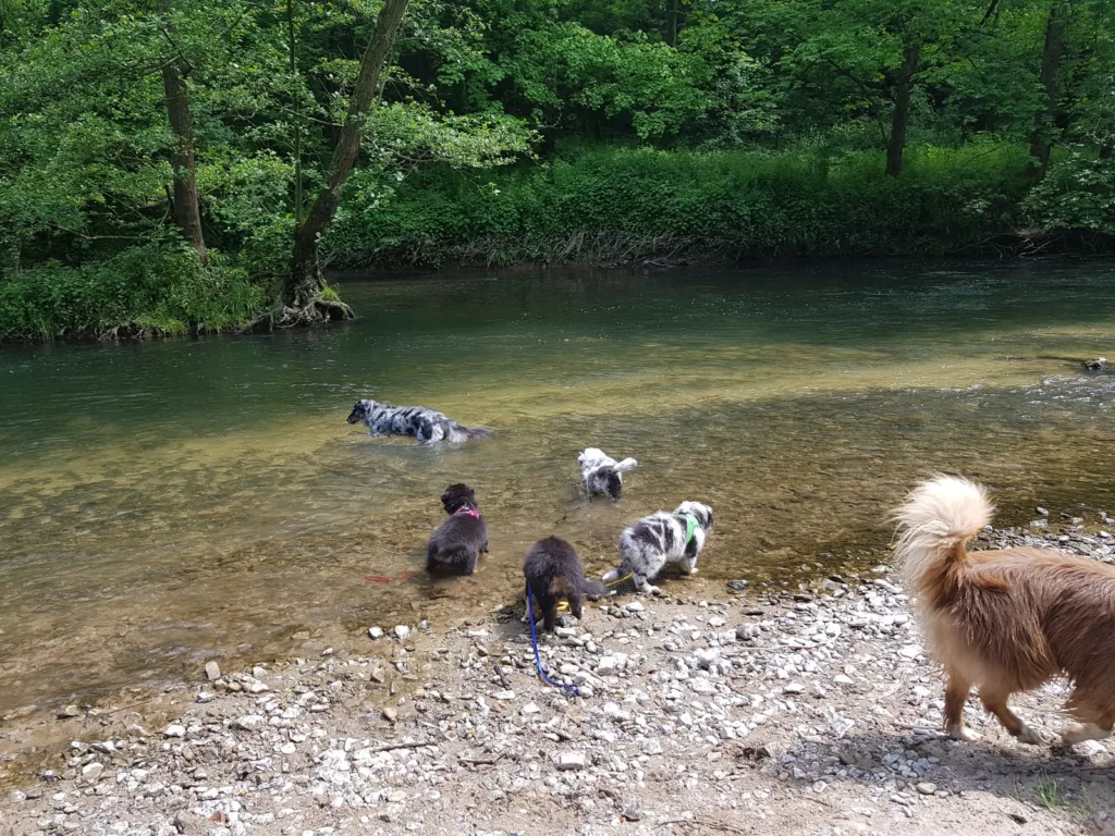 Australian Shepherd Familie spielt im Fluss