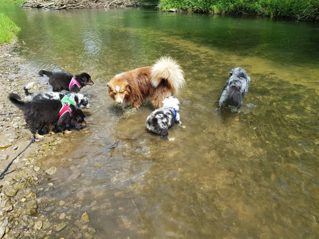 Welpen und Rüde im Fluss