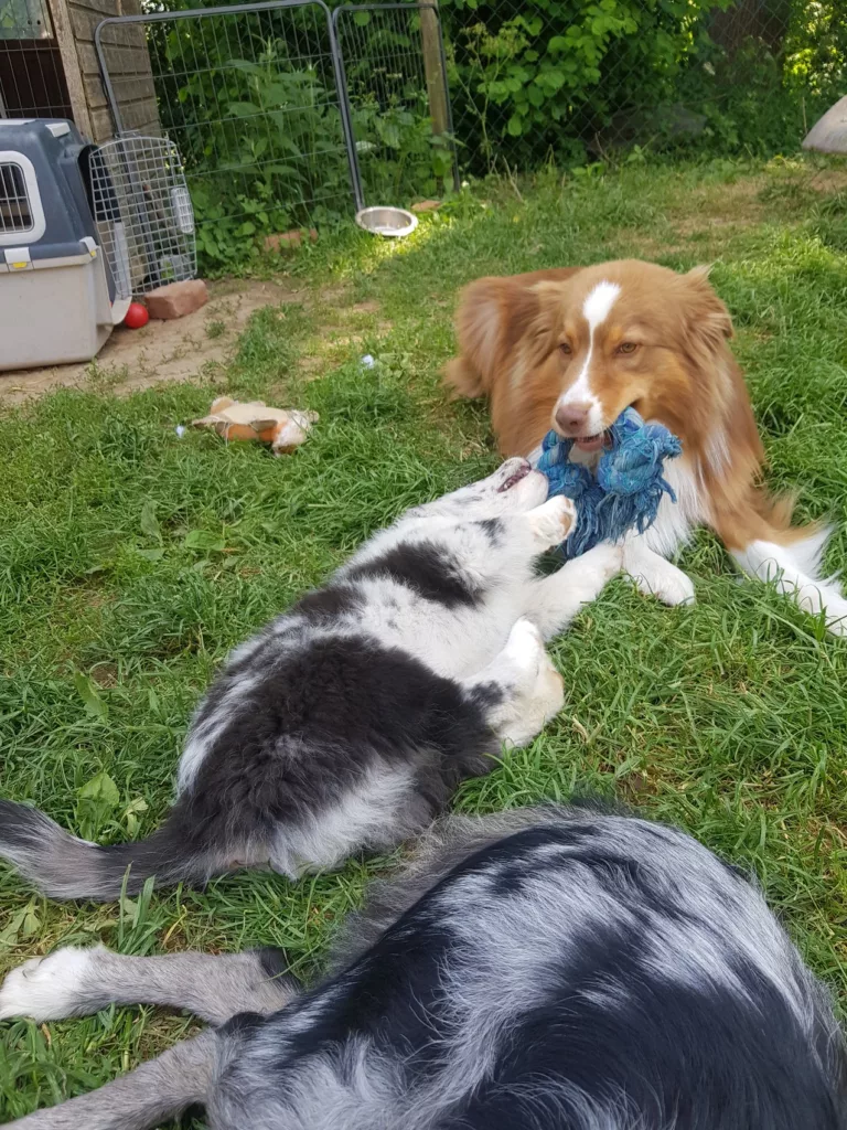 Australian Shepher Rüde spielt mit Welpe