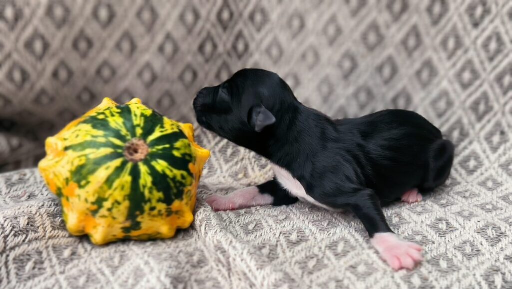 Welpe nach einer Woche