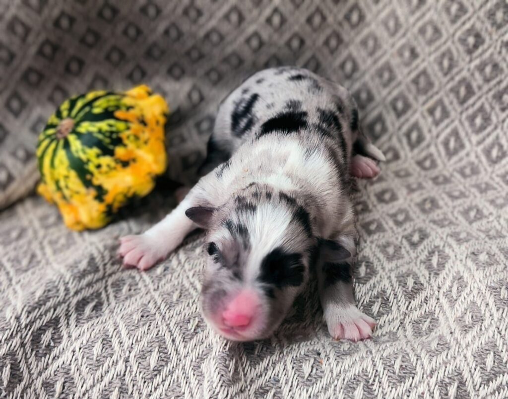 Welpe nach einer Woche