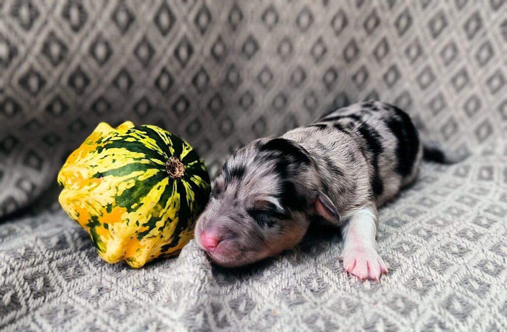 Welpe nach einer Woche