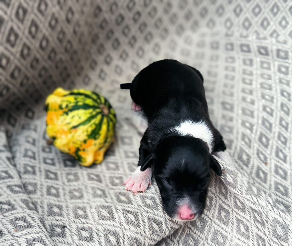 Welpe nach einer Woche