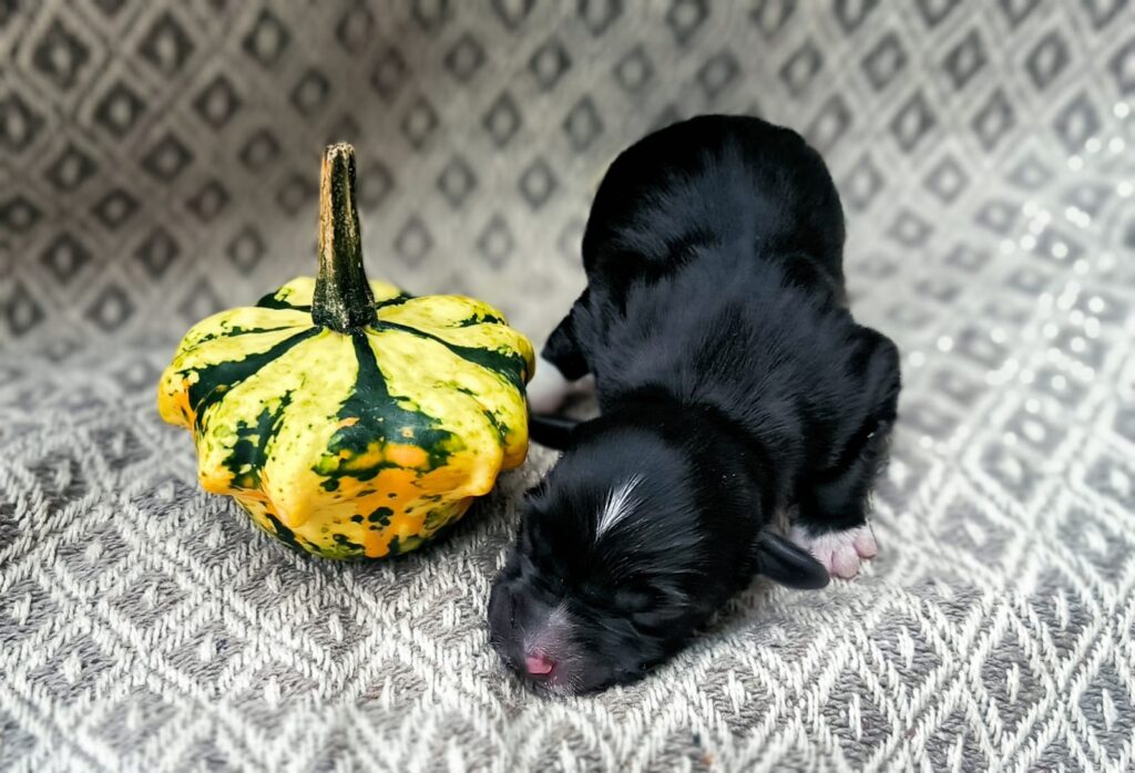 Welpe nach einer Woche