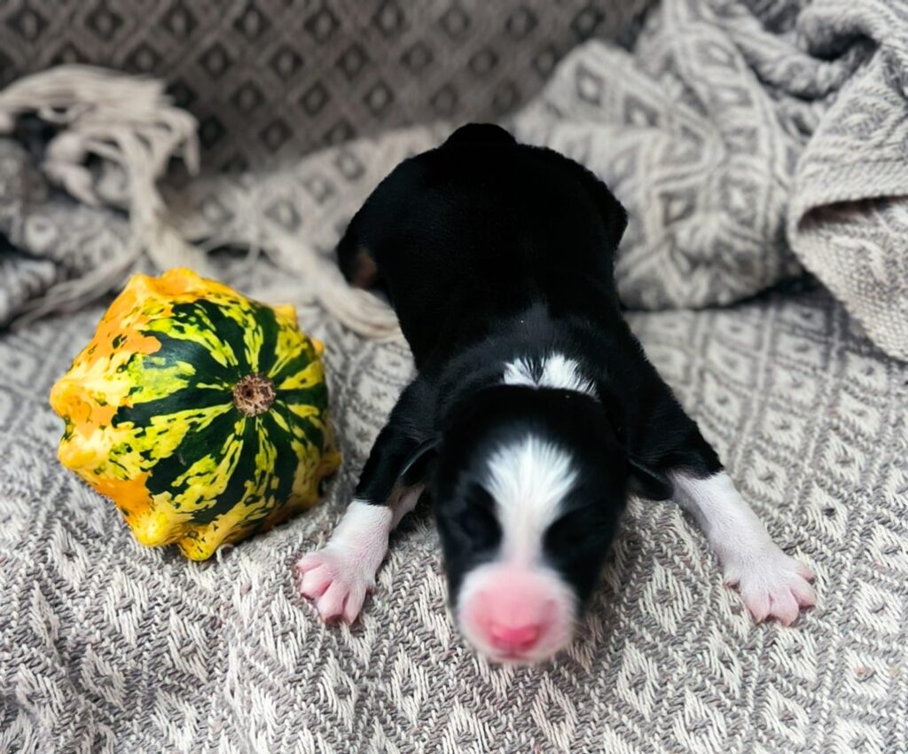 Welpe nach einer Woche