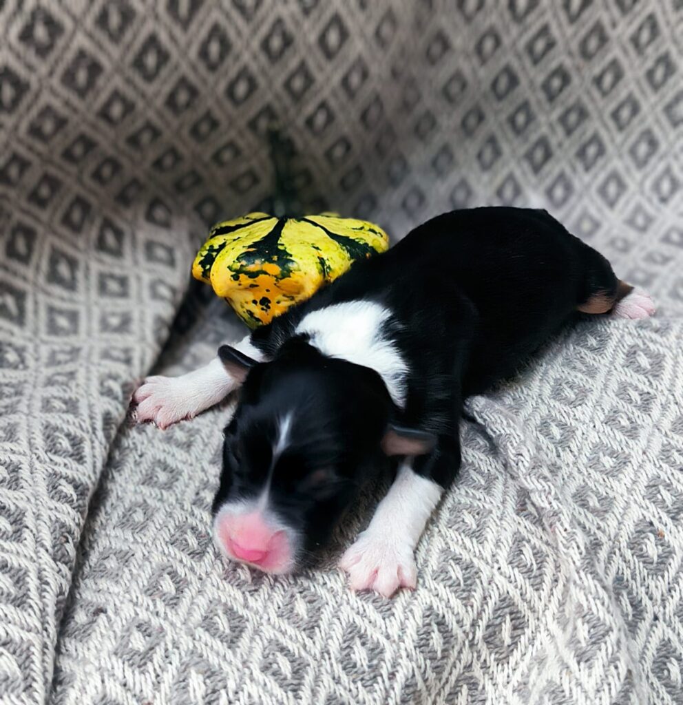 Welpe nach einer Woche