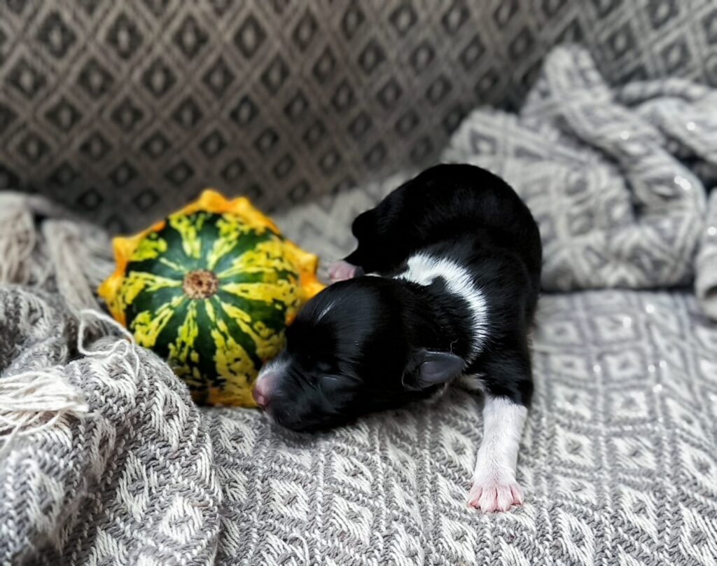 Welpe nach einer Woche