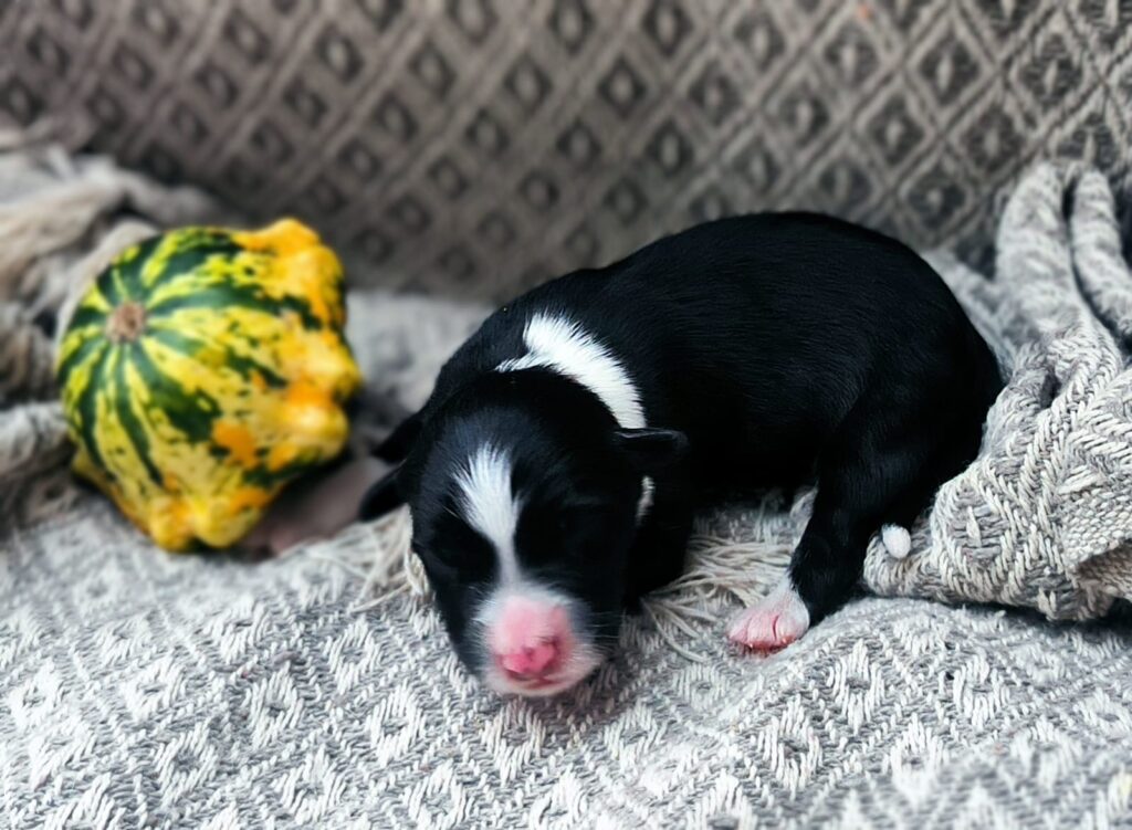 Welpe nach einer Woche