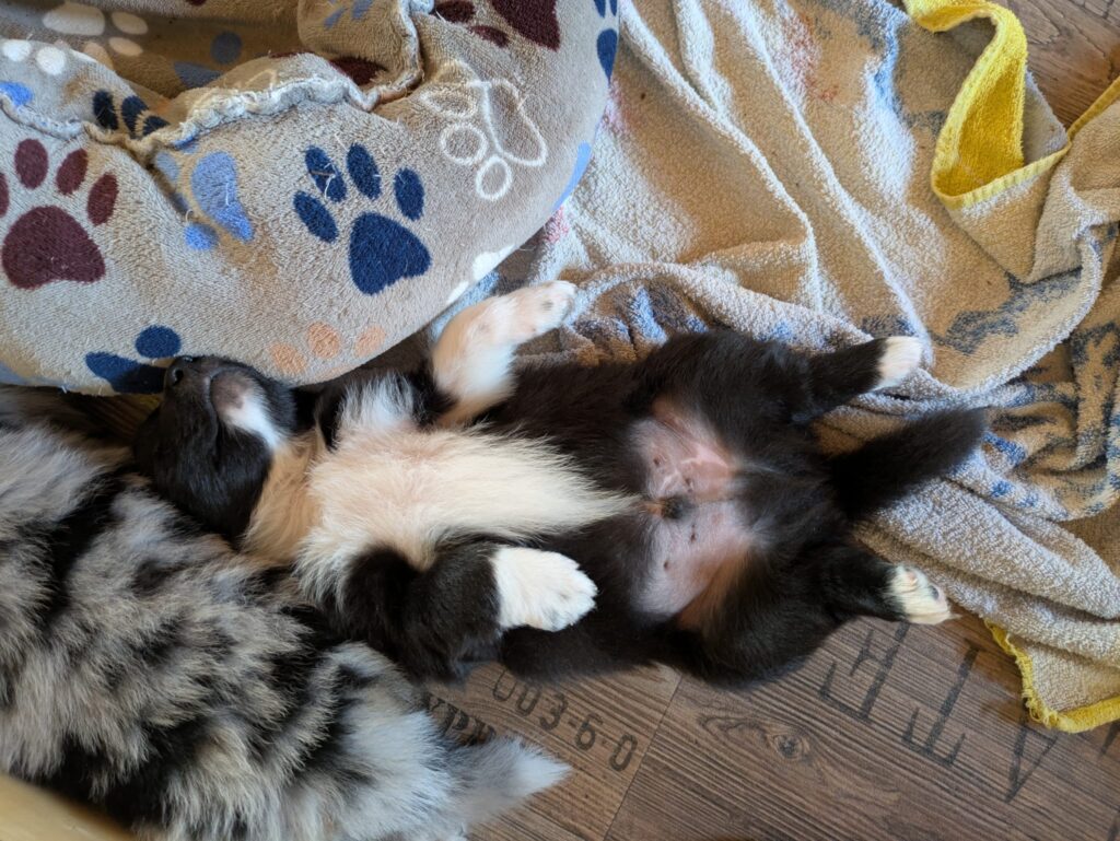 Welpe schlafend auf dem Rücken