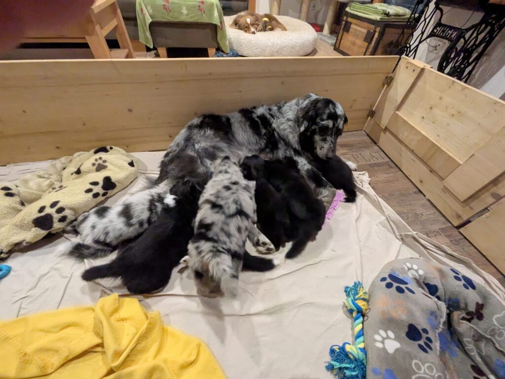 Hündin säugt die Welpen