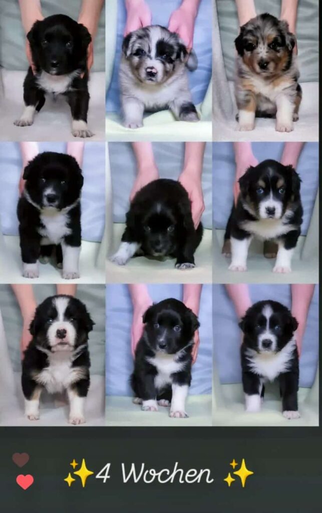 Welpen Collage nach 4 Wochen