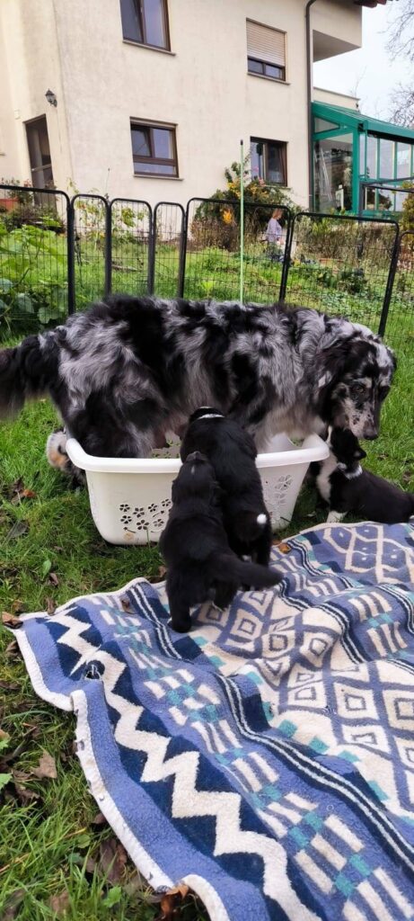 Hündin flüchtet vor hungrigen Welpen